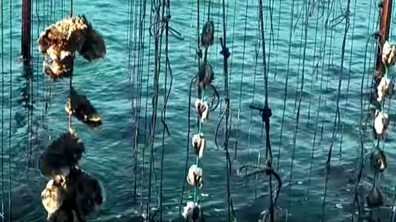 visite ostréiculteurs de Bouzigues