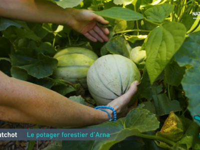 récolte de melons au potager pour enfants à Arnaoutchot