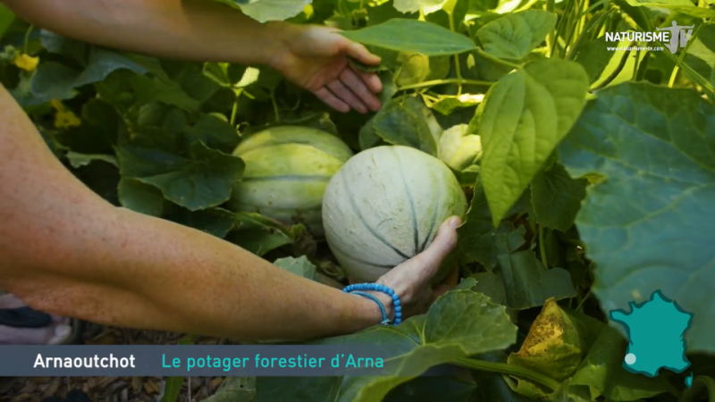 récolte de melons au potager pour enfants à Arnaoutchot