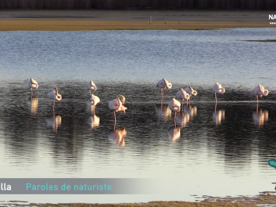 flamands roses Riva Bella en Corse