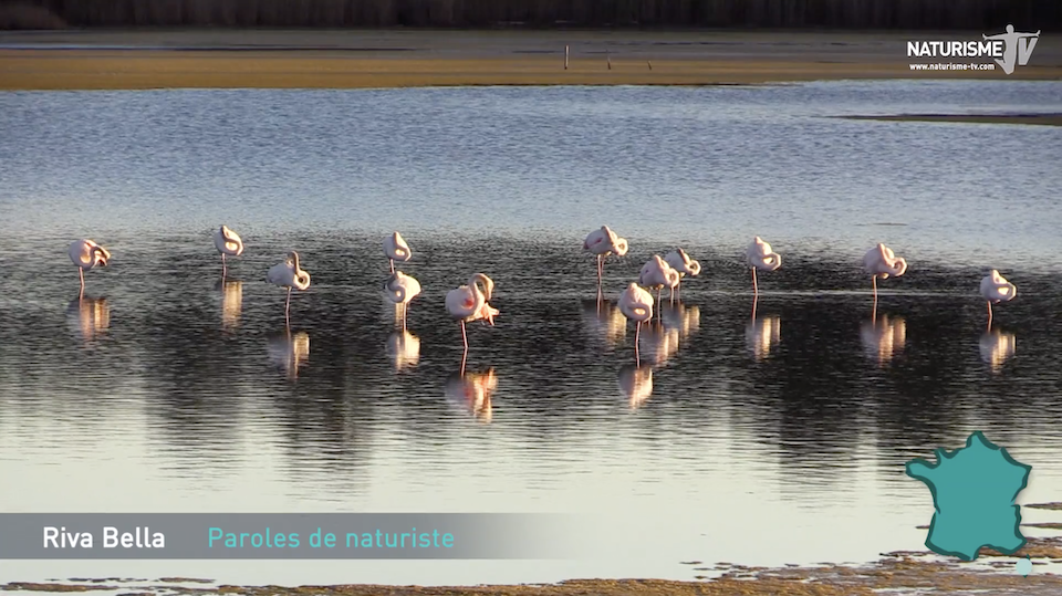 flamands roses Riva Bella en Corse