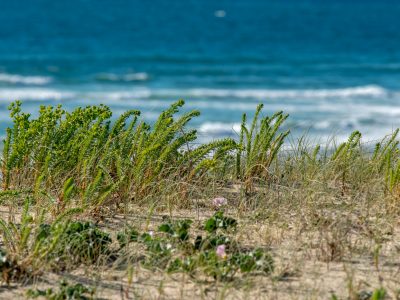 arna plage