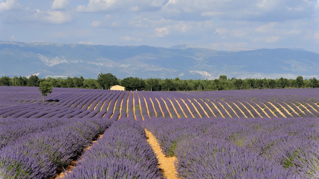 le petit arlane Valensole