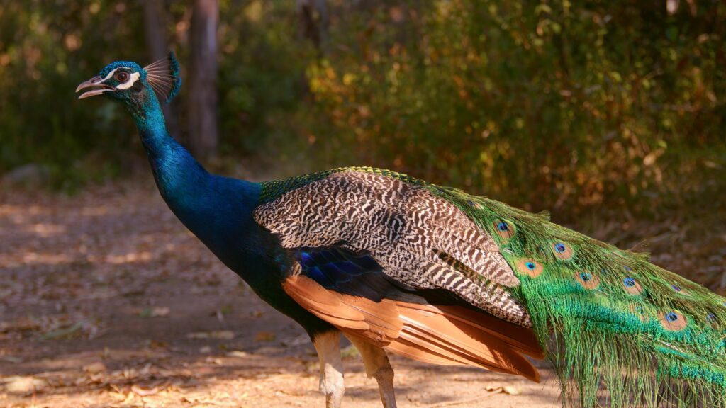 bagheera naturiste corse oiseaux