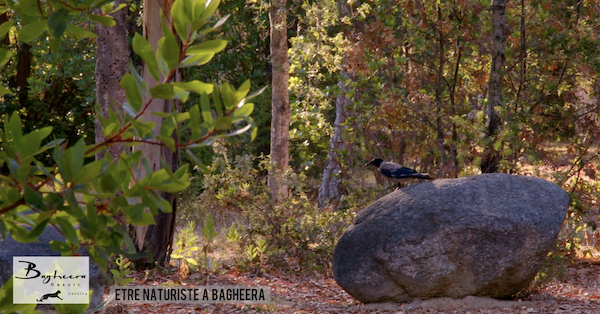 nature et naturisme à Bagheera