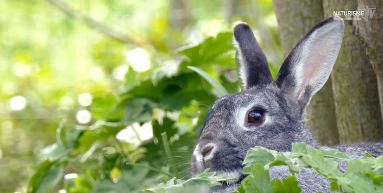 lapin en pleine nature au clos barrat Lot