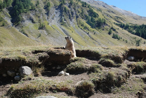 Une faune préservée au Haut Chandelalar