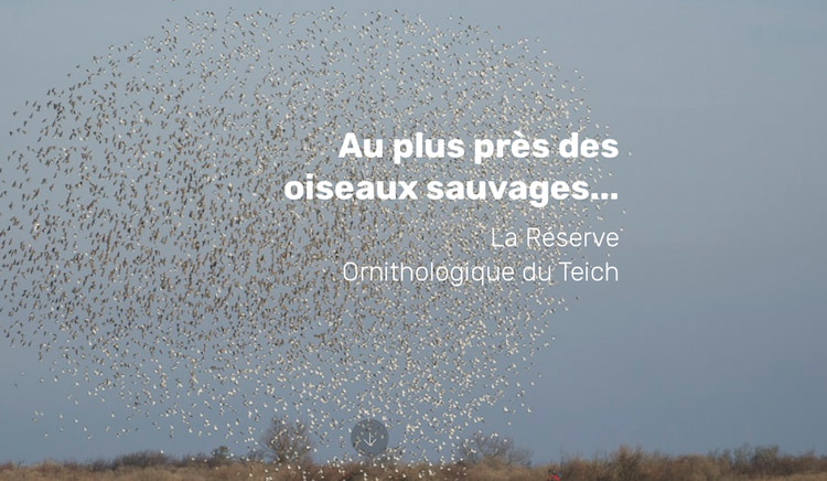 L'agence Bewod, a créé et gère le site internet de Naturisme-TV