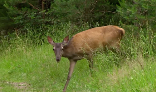 La faune au Clos Barrat