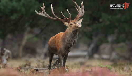 Observez le brame du cerf sur le camping Millefleurs dès la mi-septembre
